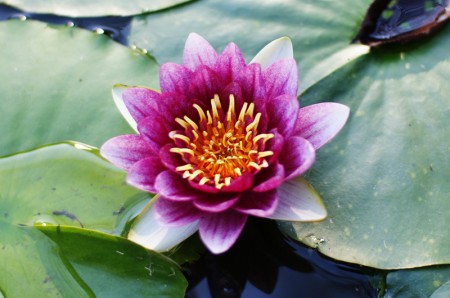 lotus lotus